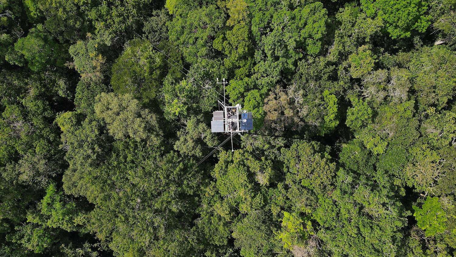 Dossel da floresta amazônica visto de drone, com torre de pesquisa