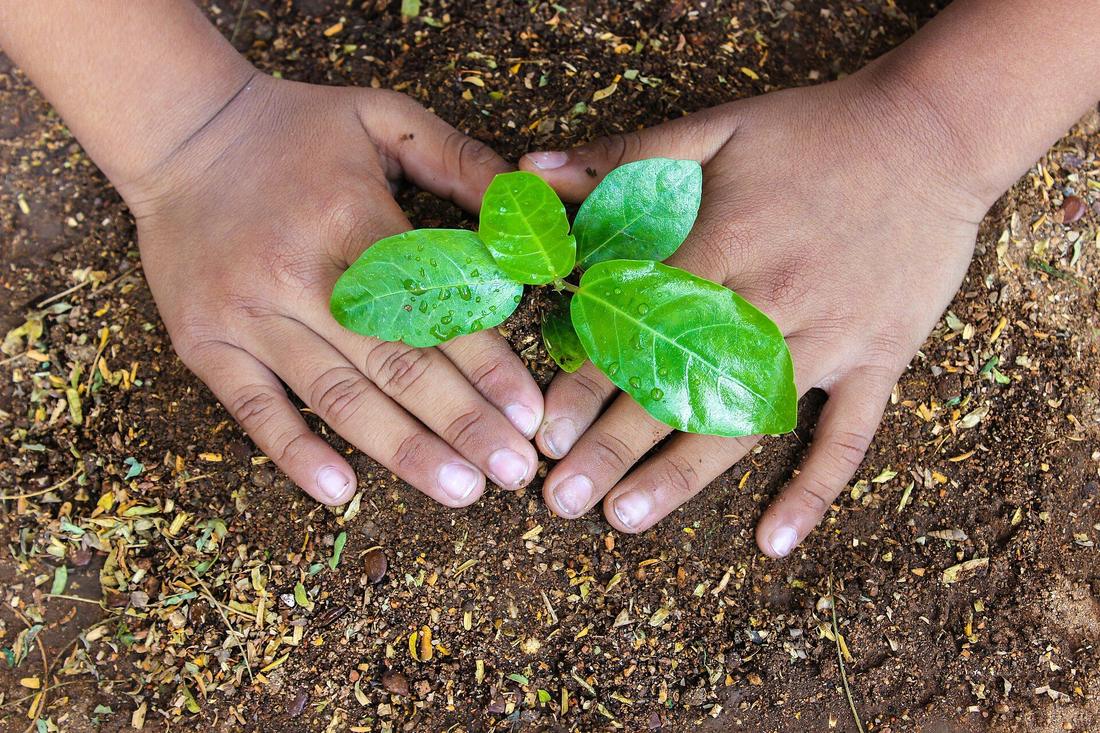 Mãos plantando uma muda