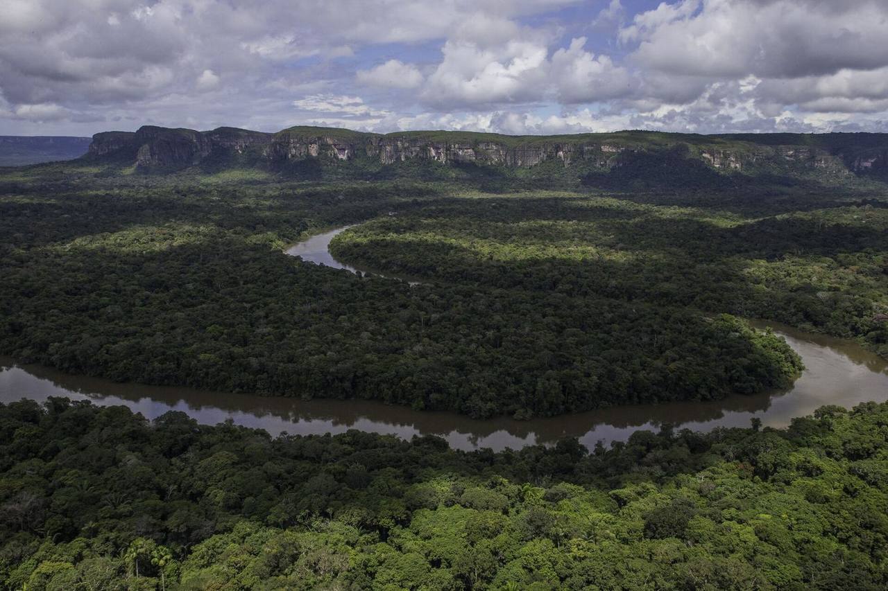 Zona 11 · Caquetá, onde a árvore será plantada