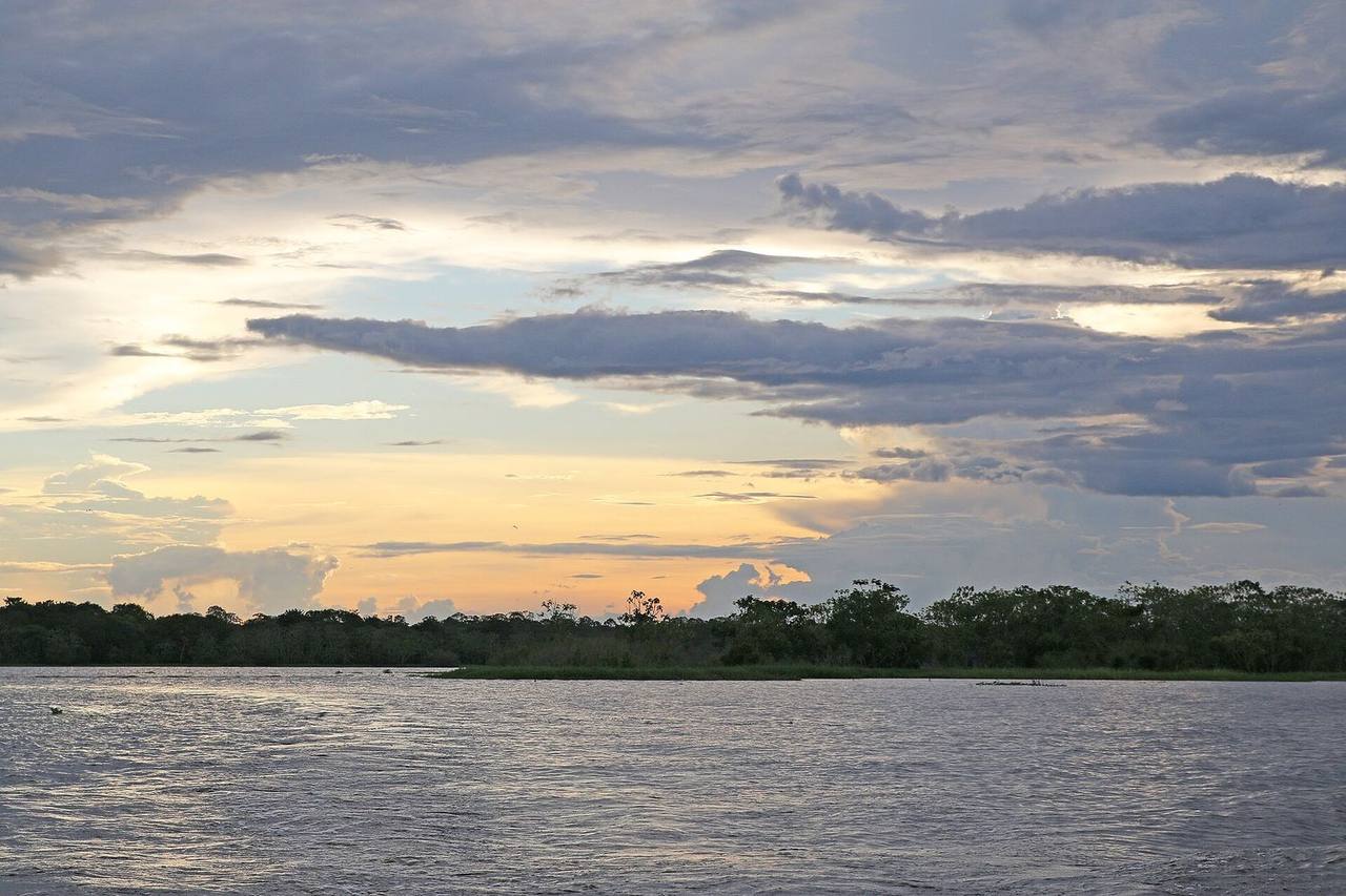 Zona 10 · Alto Solimões, onde a árvore será plantada