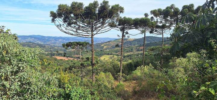 Araucária (Araucaria angustifolia)