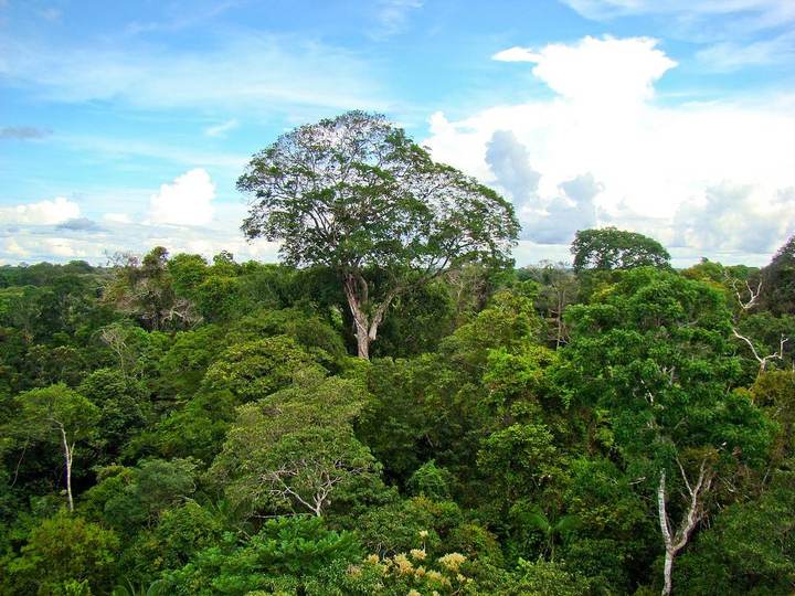Castanheira-do-pará (Bertholletia excelsa)