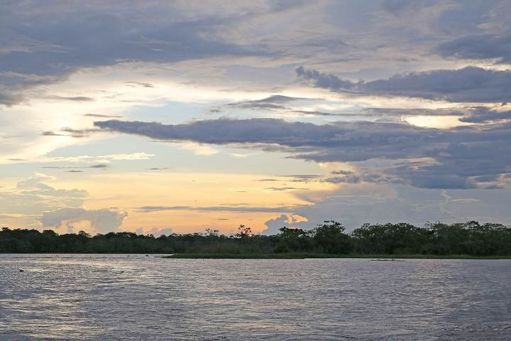 Zona 10 · Alto Solimões, onde a árvore será plantada