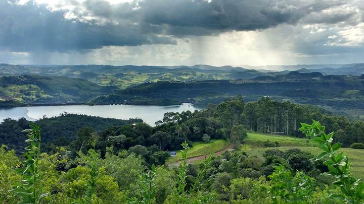Zona 17 · Alto Uruguai, onde a árvore será plantada