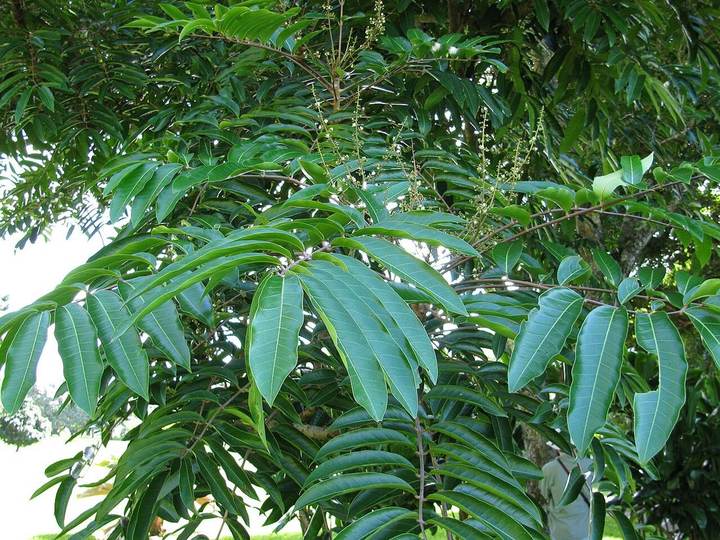 Andiroba (Carapa guianensis)
