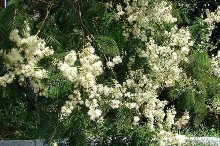 Angico (Anadenanthera colubrina)