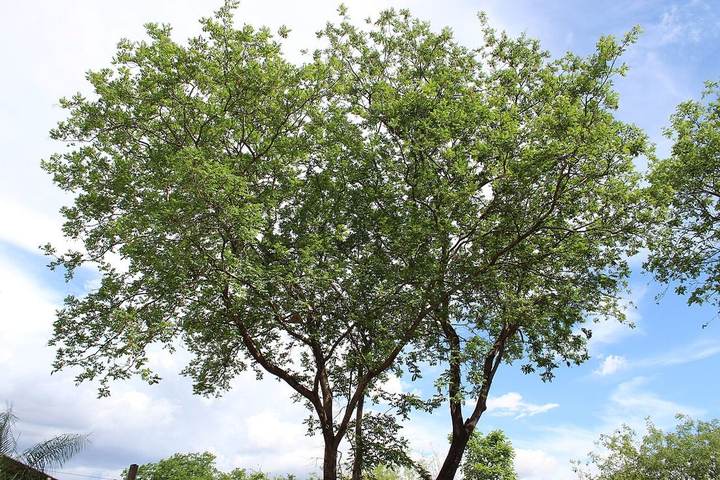Aroeira-verdadeira (Myracrodruon urundeuva)