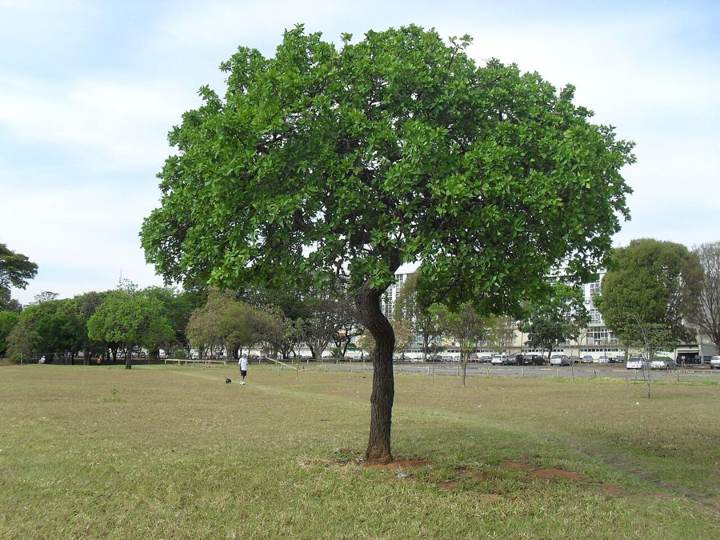 Cagaita (Eugenia dysenterica)