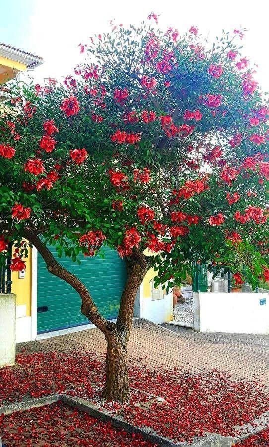 Corticeira-do-banhado (Erythrina crista-galli)