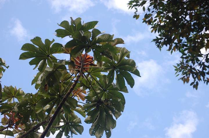 Embaúba (Cecropia pachystachya)