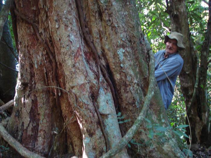 Grápia (Apuleia leiocarpa)