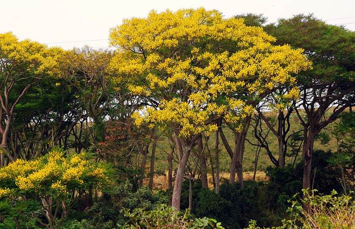 Guapuruvu (Schizolobium parahyba)