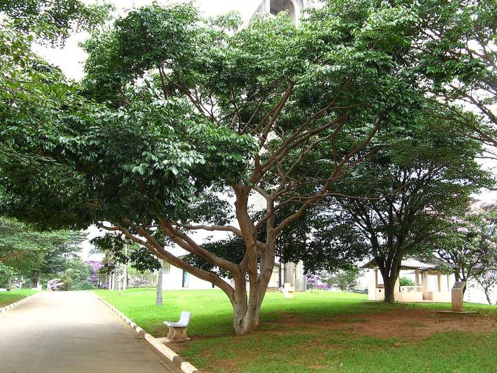 Jatobá (Hymenaea courbaril)