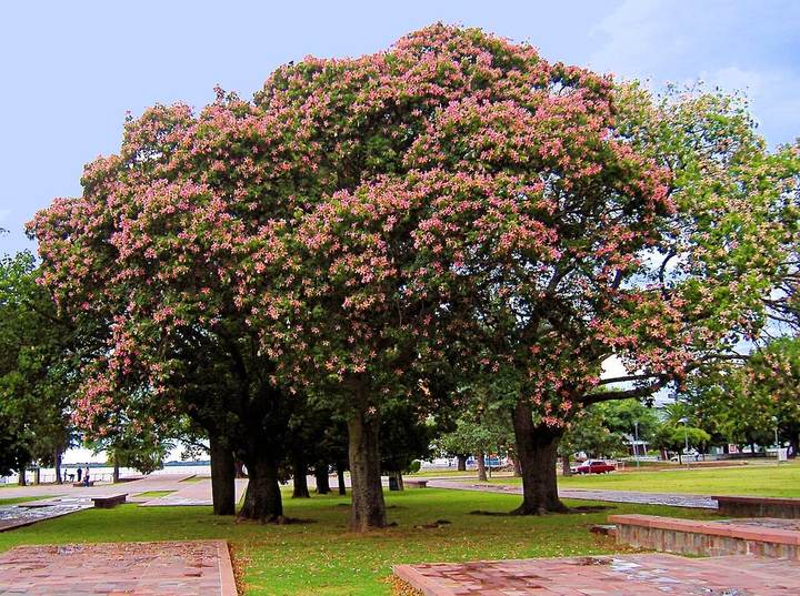 Paineira-rosa (Ceiba speciosa)