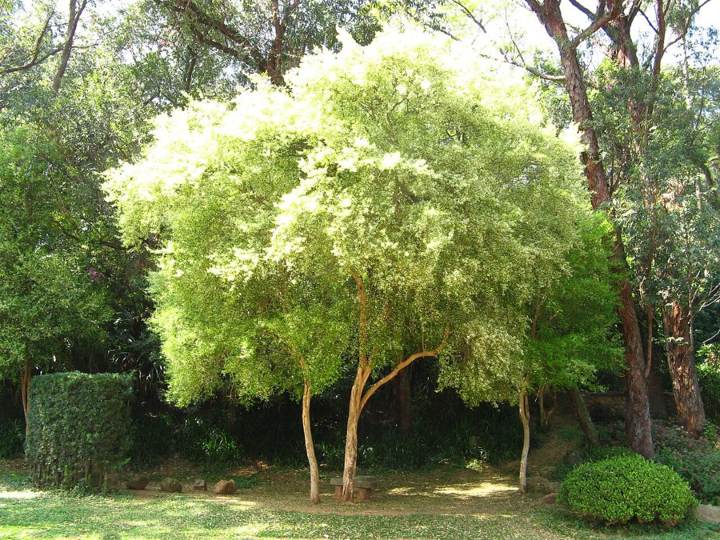 Pitangueira (Eugenia uniflora)