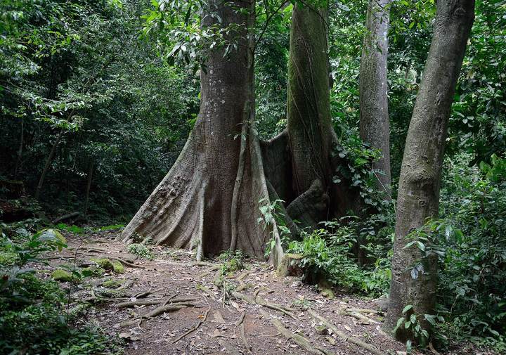 Samaúma (Ceiba pentandra)