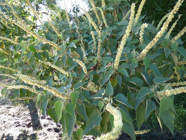 Sangra-d'água (Croton urucurana)