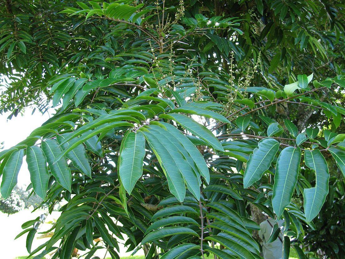 Andiroba (Carapa guianensis)