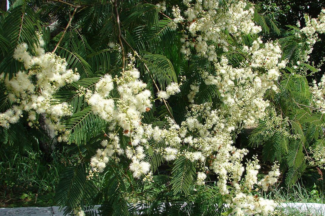 Angico (Anadenanthera colubrina)