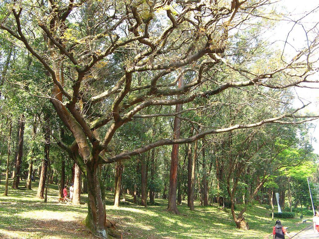 Copaíba (Copaifera langsdorffii)