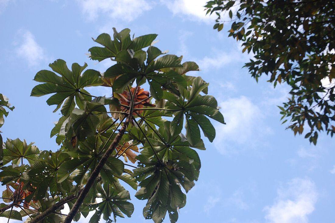Embaúba (Cecropia pachystachya)