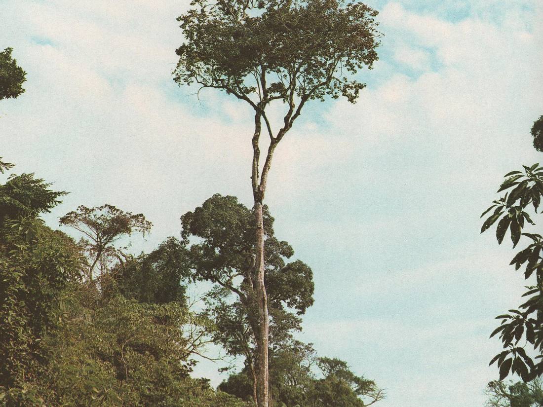 Guatambu (Balfourodendron riedelianum)