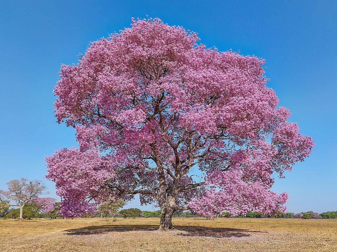 Ipê-roxo (Handroanthus impetiginosus)