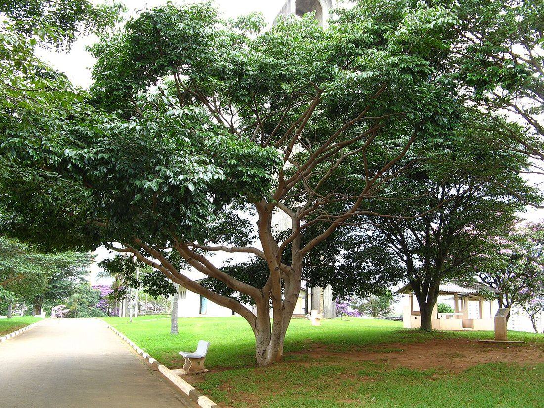 Jatobá (Hymenaea courbaril)