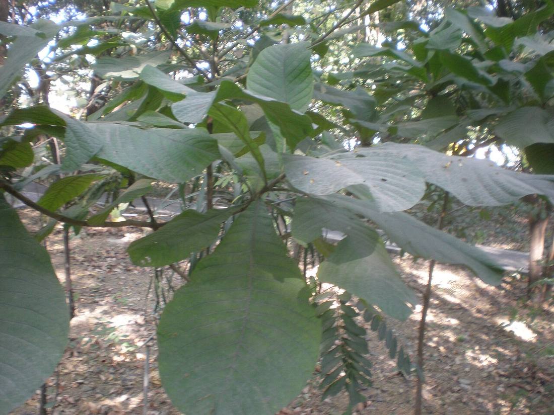 Jenipapo (Genipa americana)