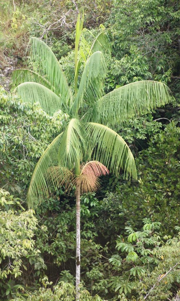Palmito-juçara (Euterpe edulis)