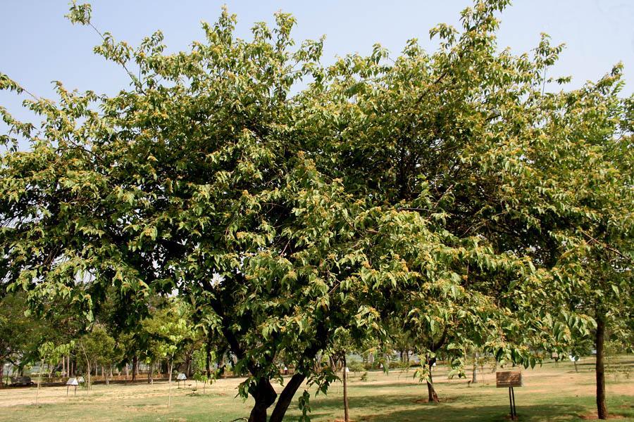 Mutamba (Guazuma ulmifolia)