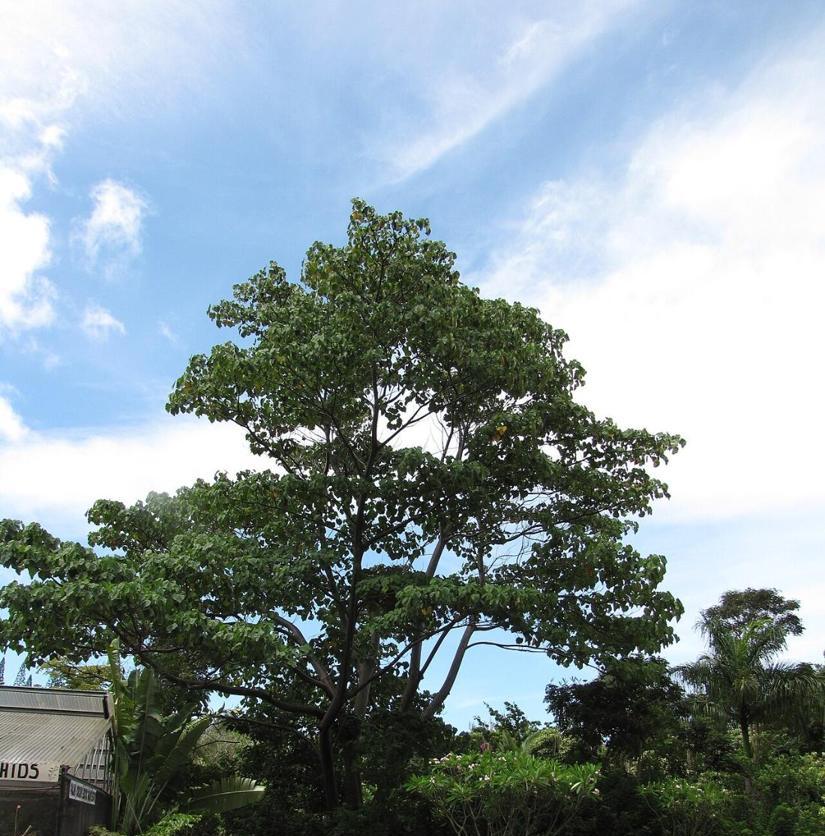 Pau-de-balsa (Ochroma pyramidale)