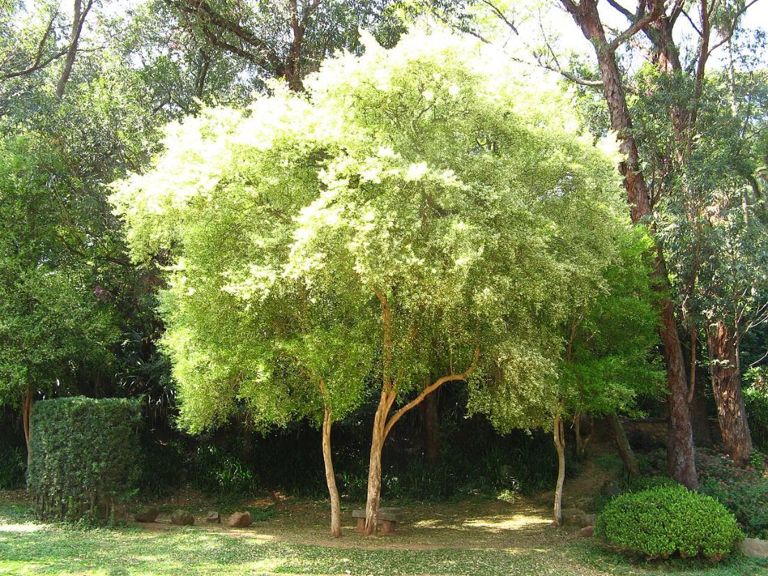 Pitangueira (Eugenia uniflora)