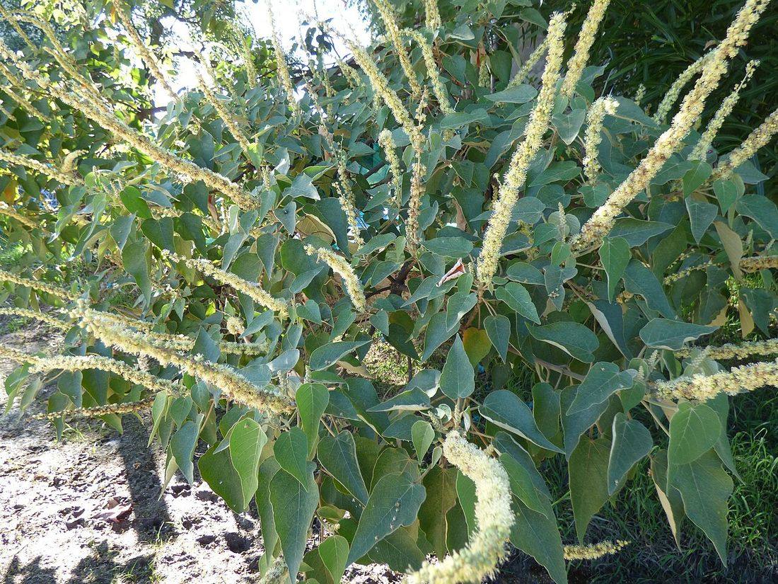 Sangra-d'água (Croton urucurana)