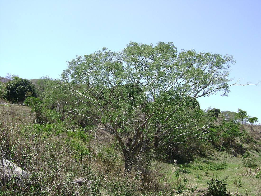 Timbaúva (Enterolobium contortisiliquum)
