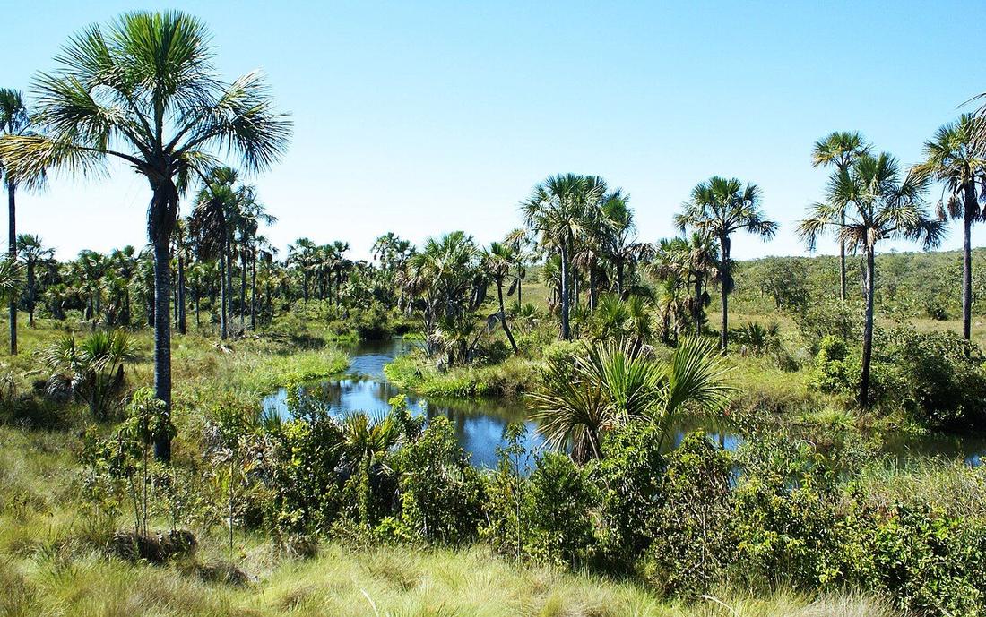 Vereda com buritis no Cerrado